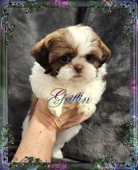 Tiny little male chinese imperial shih tzu puppies for sale teacup